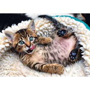 Trefl puzzle, 1000 dielikov, 68*48cm, Happy kitty 10448